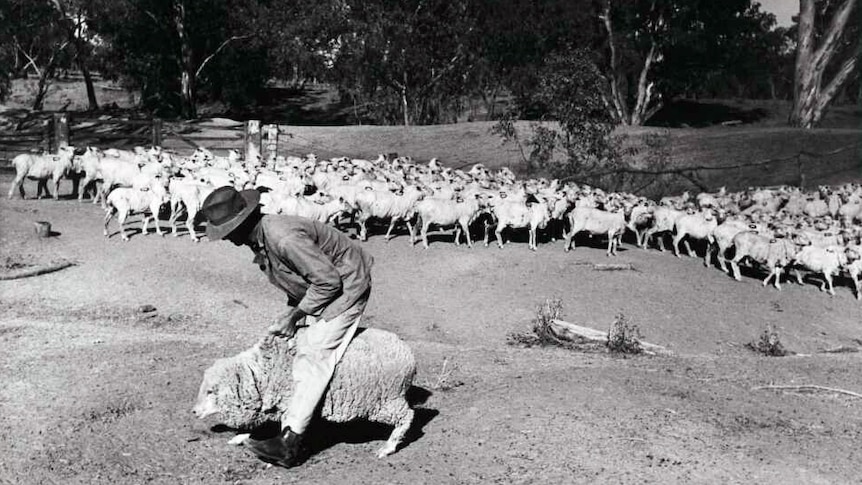 Man rides sheep with others in background.