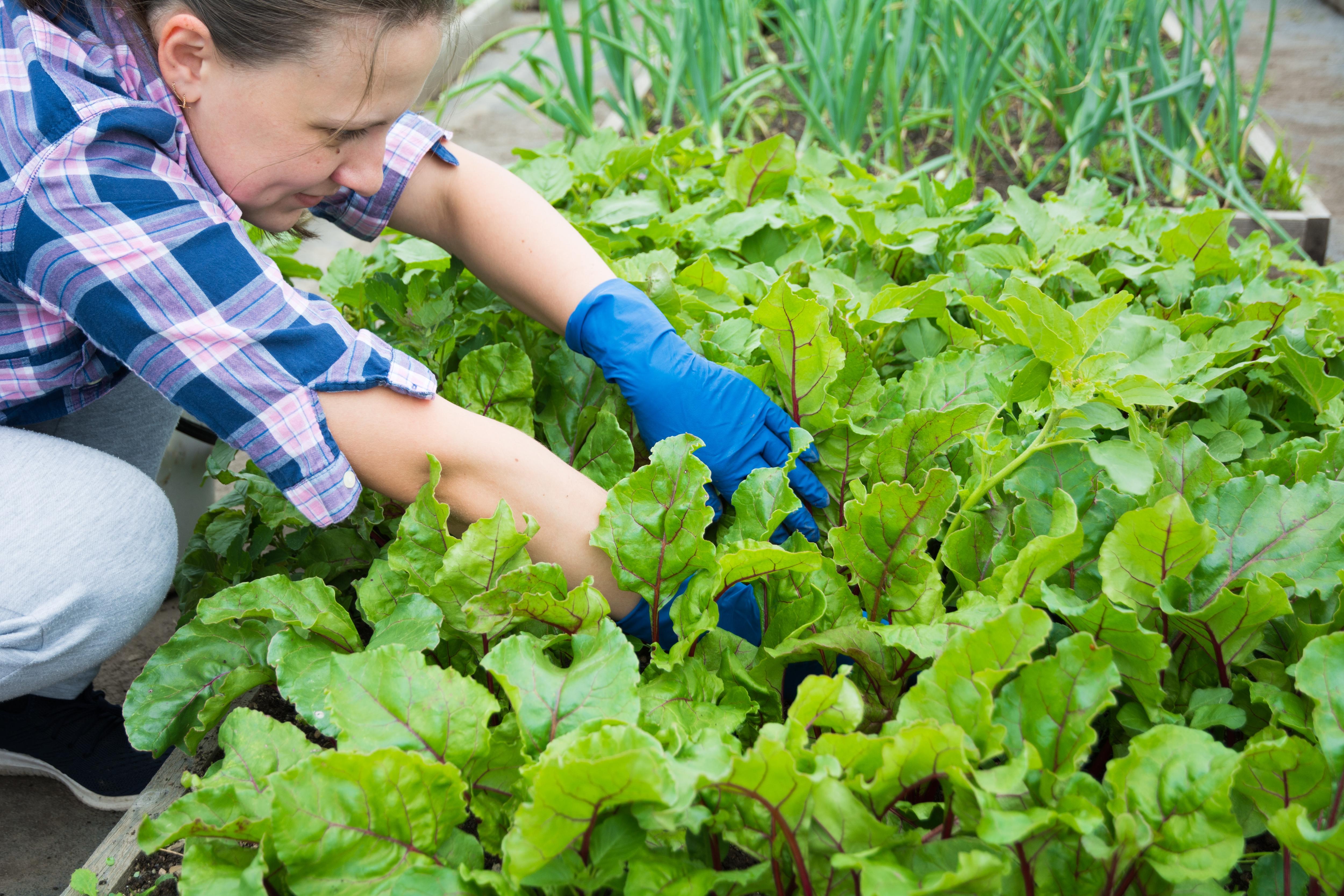 A woman kneels down in a garden full of green, leafy plants.