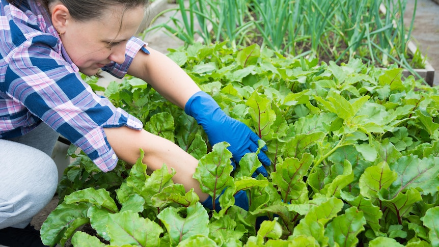 A woman kneels down in a garden full of green, leafy plants.