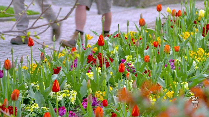 Flower bed alongside a footpath, filled with tulips
