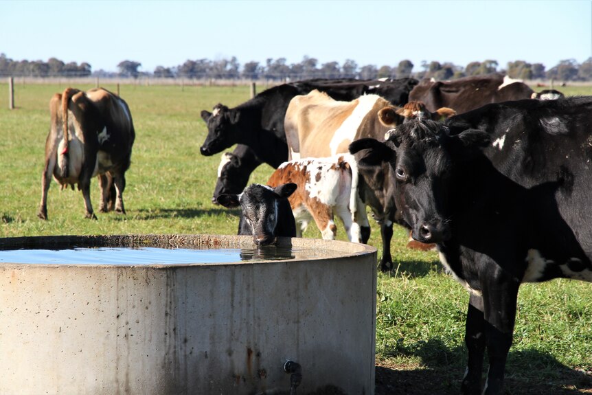 A calf drinks from a water trough 
