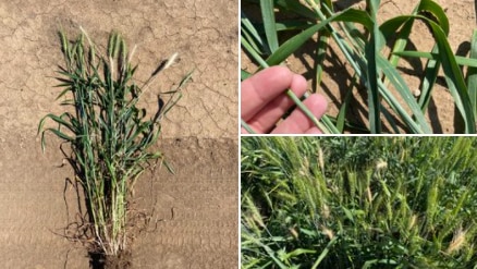 Three images of crops damaged from mice