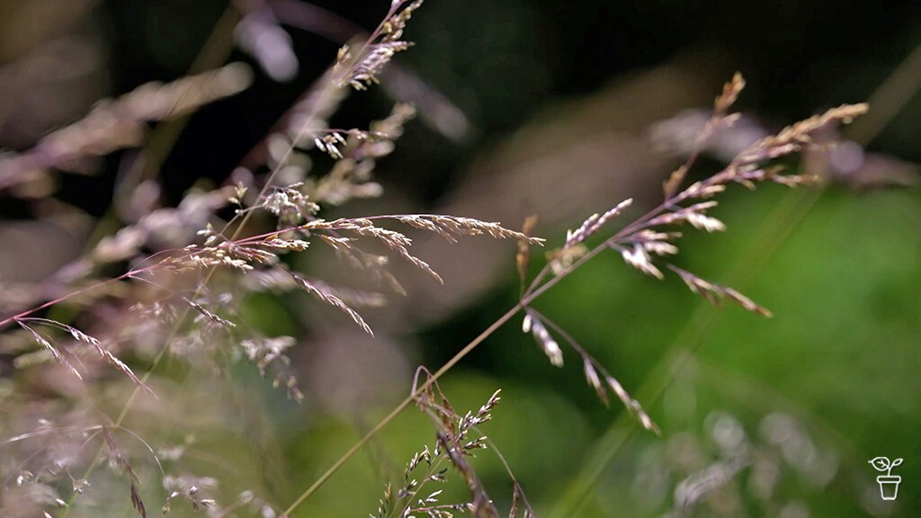 Native grasses growing in a garden.