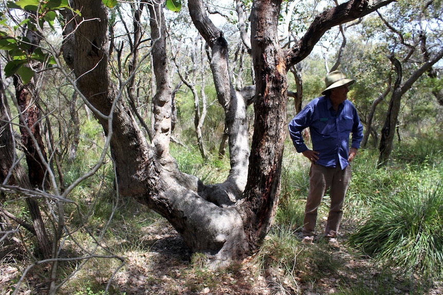 A man stands beside a multi trunked tree.