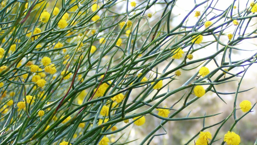 A plant with spikey green spines and yellow flowers.
