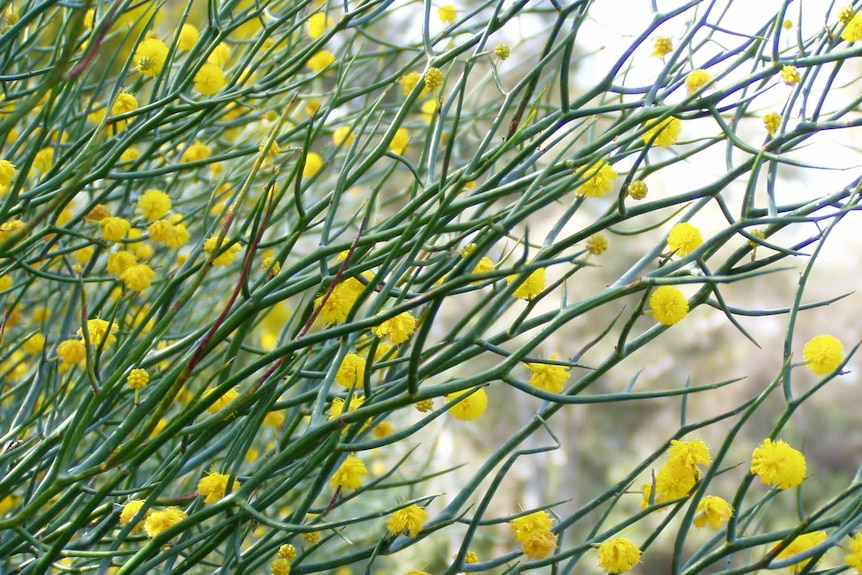 A plant with spikey green spines and yellow flowers.