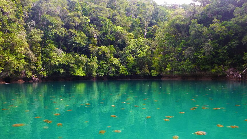 On Palau's Jellyfish Lake