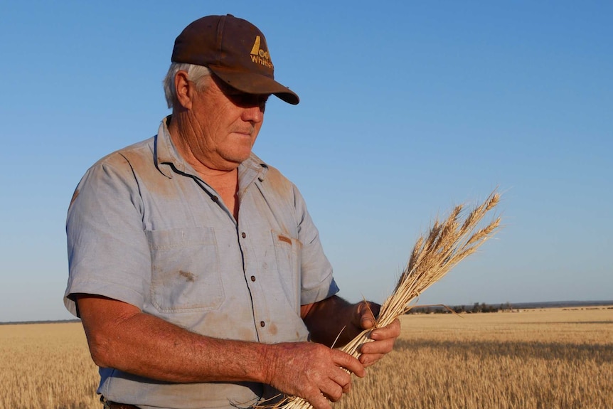 A farmer standing in a paddock holding some wheat