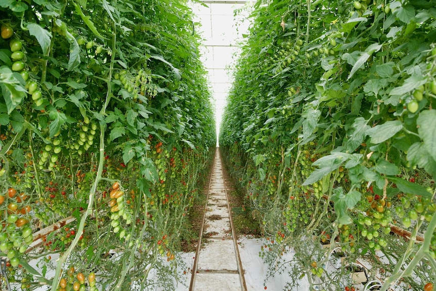 Inside a glasshouse looking down a long row of vine tomatoes.
