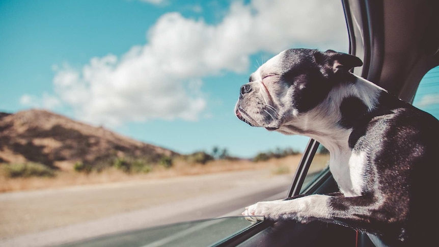 Dog with eyes closed and head out the window of a car