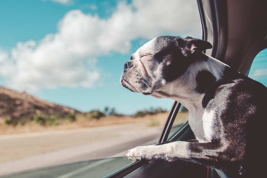 Dog with eyes closed and head out the window of a car