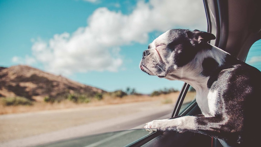 15 Products To Help Manage Your Dog or Cat's Anxiety While Traveling