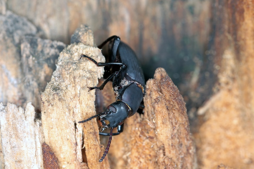 A darkling beetle on wood.