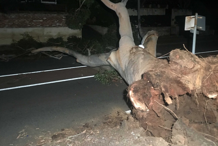 A tree lies across the road, roots exposed.