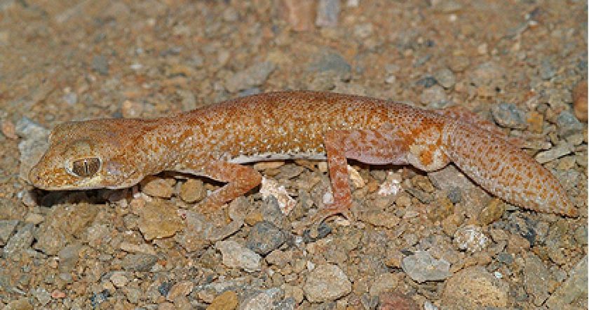 Genes check leads to gecko discovery - ABC News