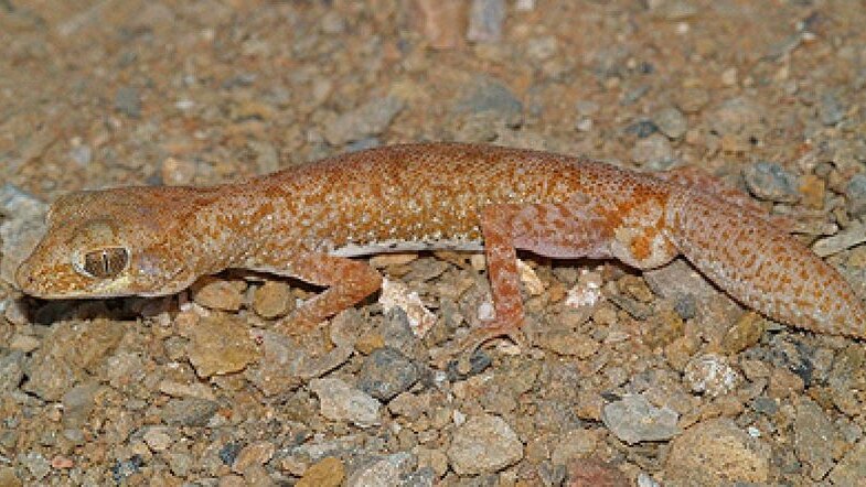 new gecko species identified