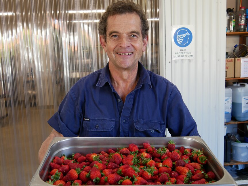 安东尼·萨克斯有大量的草莓，但没有人被允许来帮他采摘