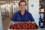 A slim older man in a work shirt smiles and holds a silver bucket of red strawberries.