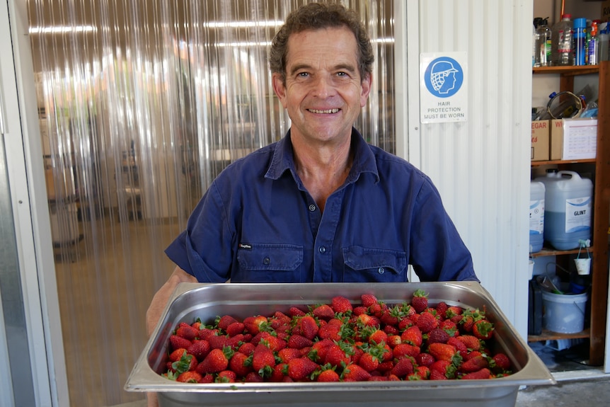 A slim older man in a work shirt smiles and holds a silver bucket of red strawberries.