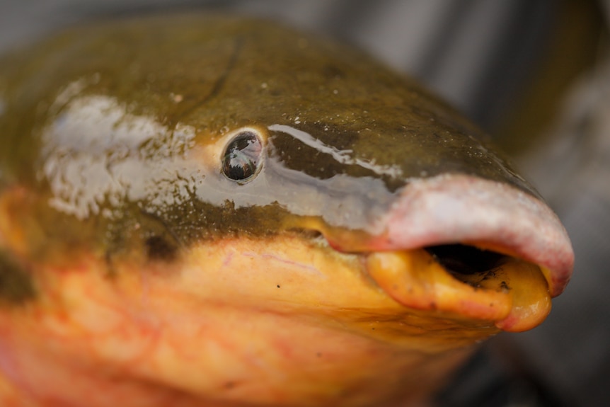 The face of a lungfish