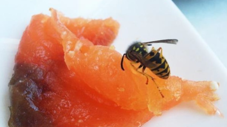 European wasp on smoked salmon