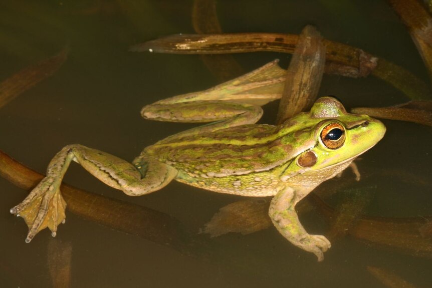 A close-up image of a green spotted frog.
