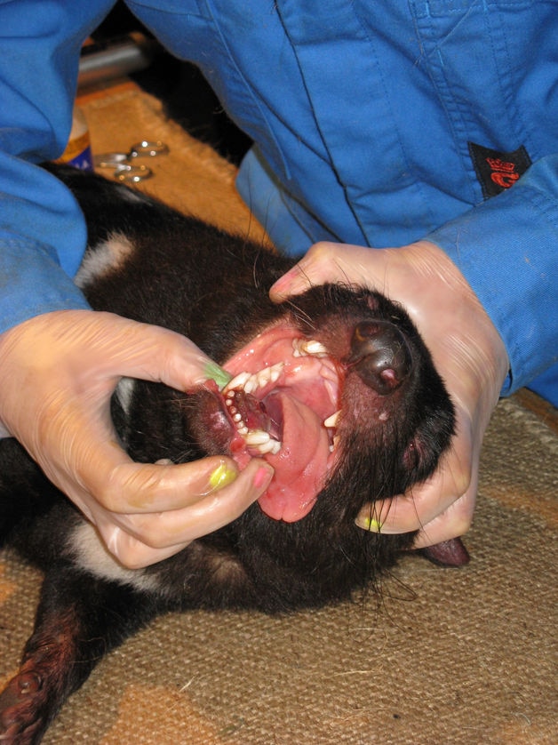 A Tasmanian devil with a tumour under tongue.