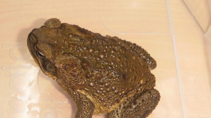 Cane toad found in the Perth suburb of Bayswater