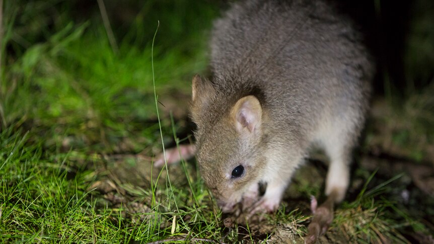 A young eastern bettong released at the Mulligans Flat Woodland Sanctuary.