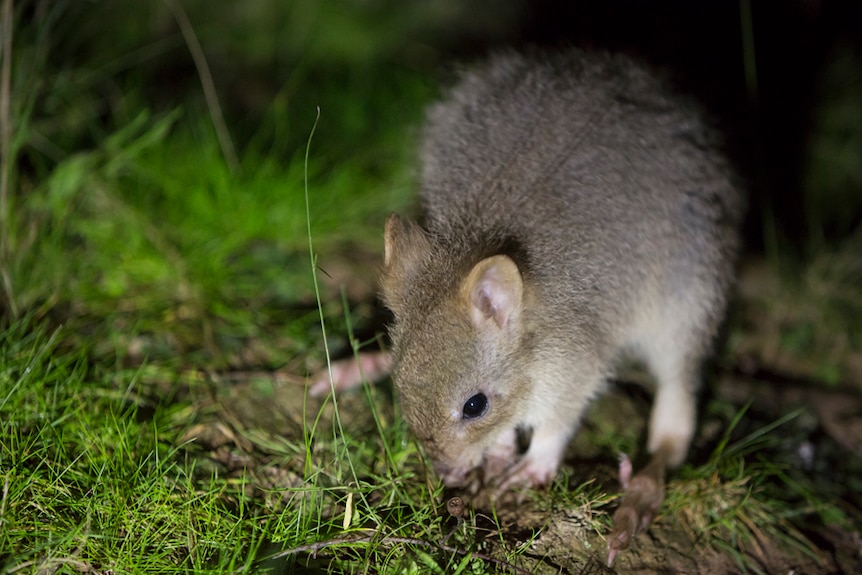 A young eastern bettong released at the Mulligans Flat Woodland Sanctuary.