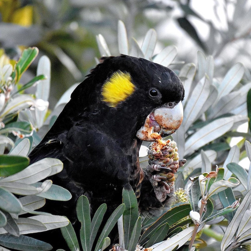 A yellow-tailed black cockatoo eating a native flower.