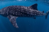 A great, big spotted whale shark up close in the ocean.