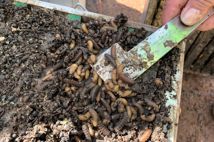 Dead small hive beetle and honey larvae.