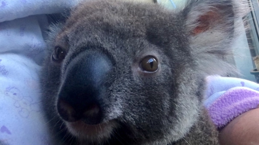 Koala joey rugged up looking at the camera.