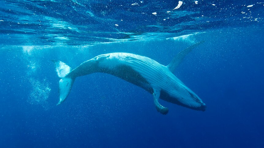 Close-up of a humpback whale moving just below the ocean surface