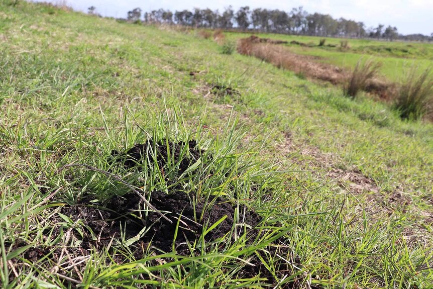 Black soil on an Ipswich farm infested with fire ants