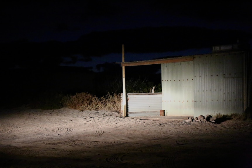 Shack pictured at night time.