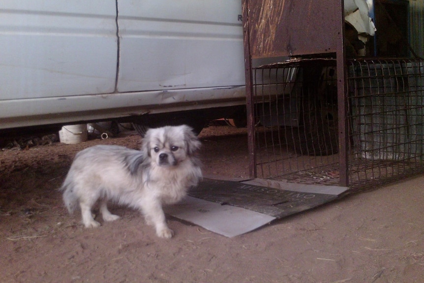 A small. fluffy dog stands next to a fox trap.