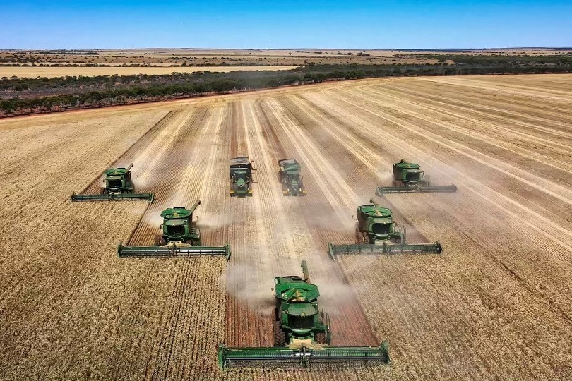 Cinq vendangeurs verts travaillant dans un enclos. 