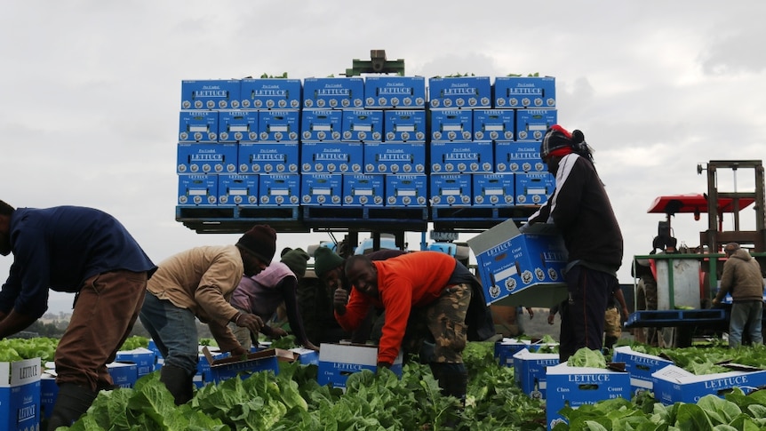Ni-Vanuatu horticultural workers at Lindenow, in Gippsland, packing boxes of cos lettuces.