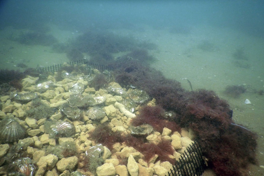 A shellfish restoration test plot.