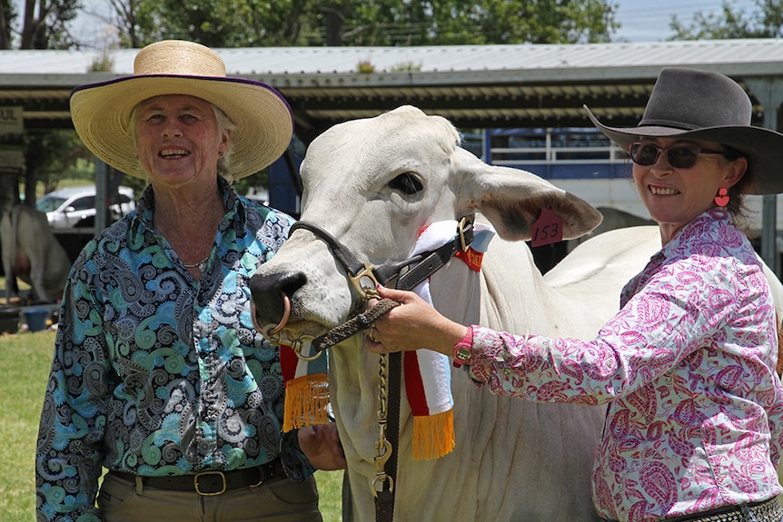 A young grey brahman heifer with its owner.
