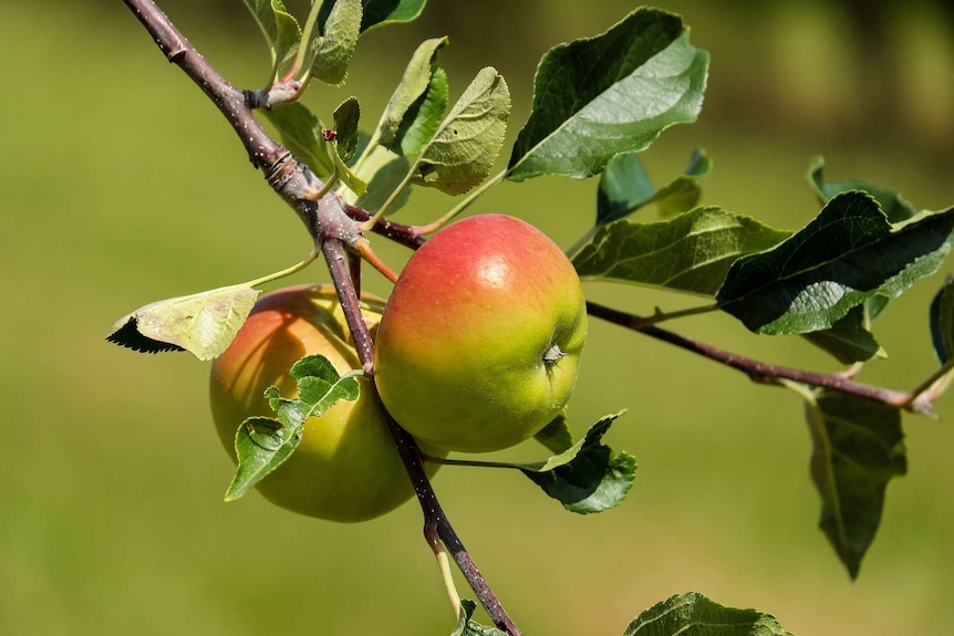 Apples on the tree.