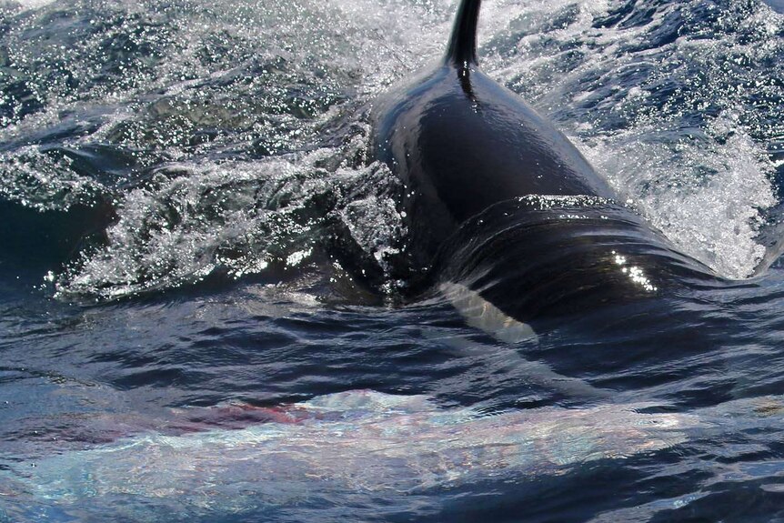 Close up of a shiny killer whale's fin out of the water in a slick of oil and blood.