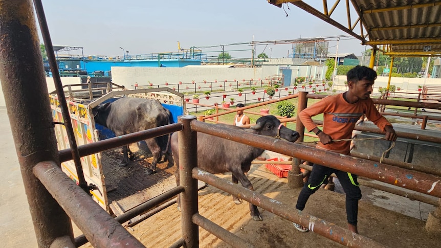 Индийская индустрия разведения буйволов «продвигается вперед», конкурируя с торговлей живым скотом в Австралии