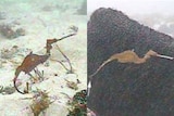The first live observations of the ruby seadragon.