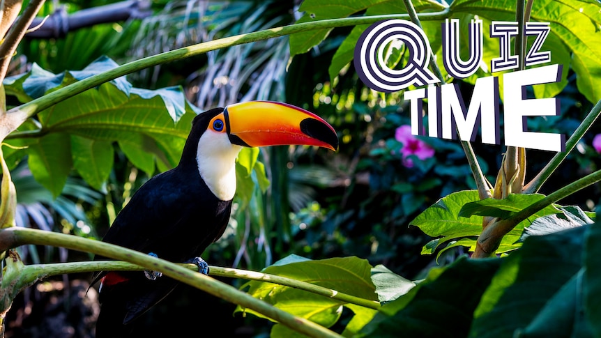 A toucan in a rainforest.
