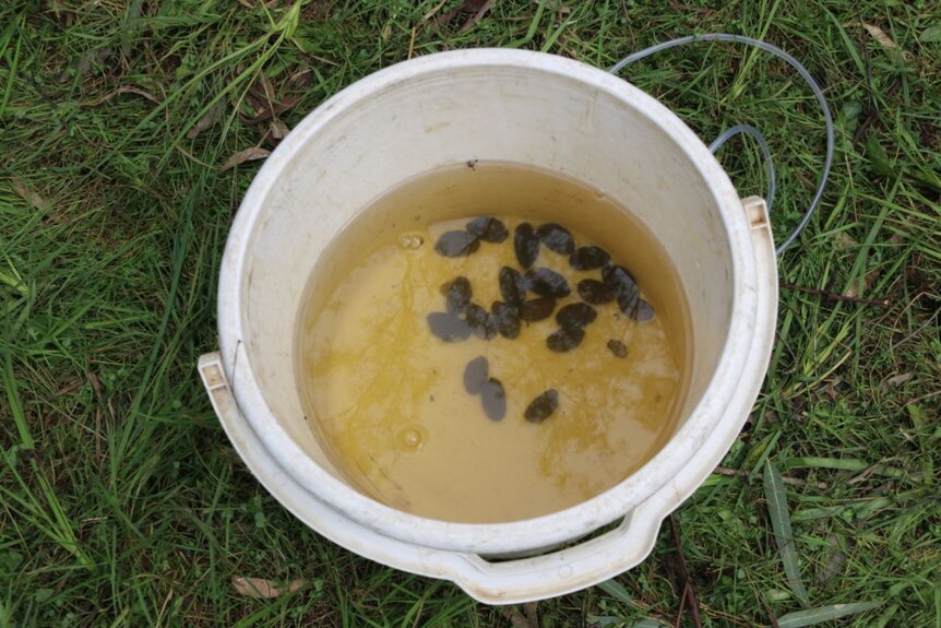 Mussels in a bucket.