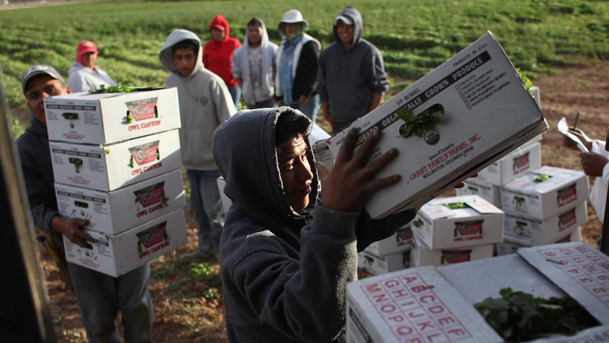 Mexican migrant workers load boxes of organic herbs during the fall harvest in Wellington, Colorado.