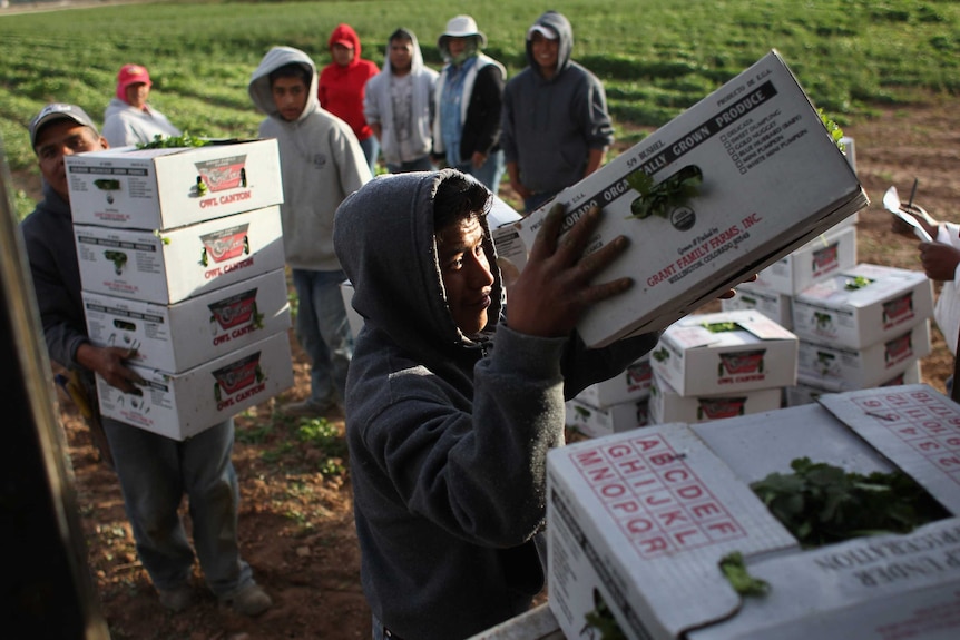 Mexican migrant workers load boxes of organic herbs during the fall harvest in Wellington, Colorado.